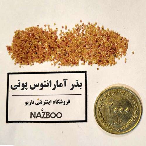 بذر آمارانتوس پونی دم اسبی