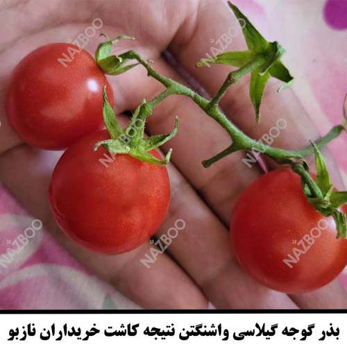 خرید بذر گوجه گیلاسی قرمز