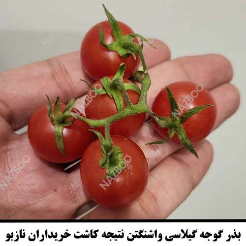 عکس گوجه گیلاسی گلدانی