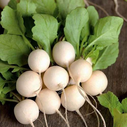بذر تربچه سفید نقلی