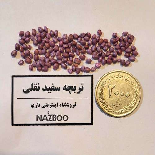 قیمت بذر تربچه سفید گرد