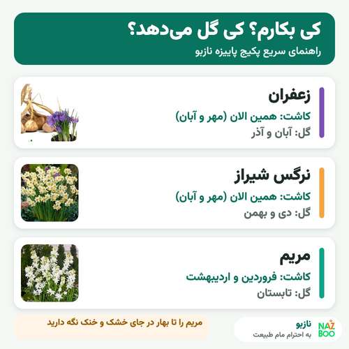 زمان کاشت و گل‌دهی پیاز زعفران، نرگس شیراز و مریم