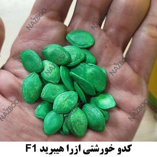 بذر کدو ازرا نیکرسون کدو خورشتی