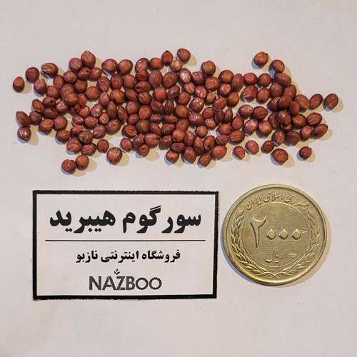 خرید بذر سورگوم هیبرید علوفه ای