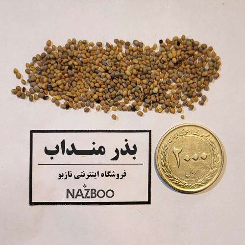 خرید بذر منداب