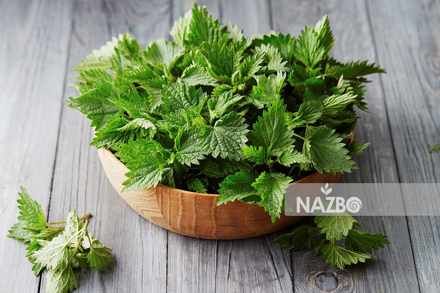 خواص معجزه گر گزنه از درمان دیابت تا تقویت مو