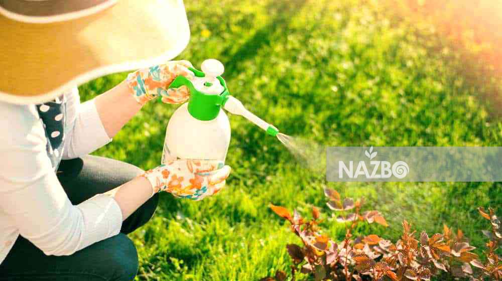 آفت کش طبیعی و سم خانگی؛ ۱۵ روش از بین بردن شته، کرم و مگس سفید