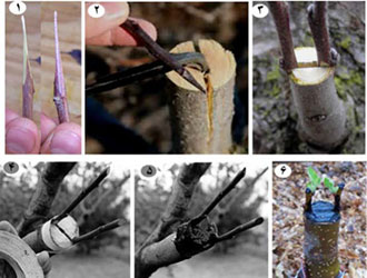 انواع پیوند درختان میوه