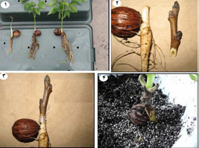 مراحل پیوند درختان میوه