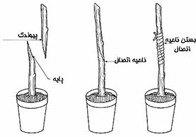 مراحل اجرای پیوند نیمانیم ساده