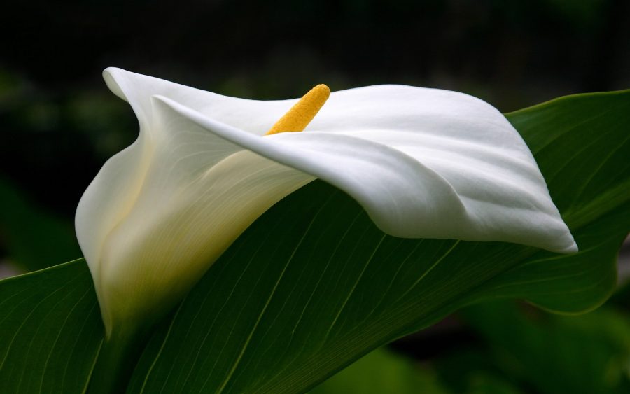 معرفی گل شیپوری