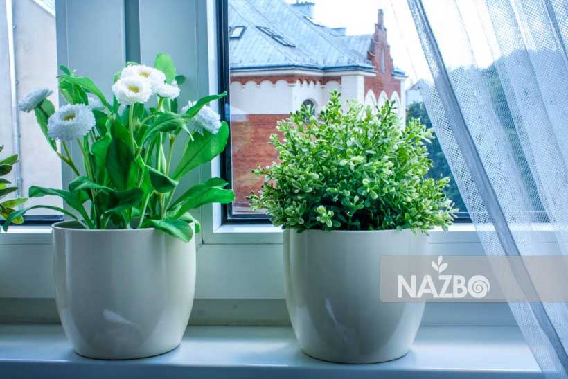 گیاهان مقاوم به سرما