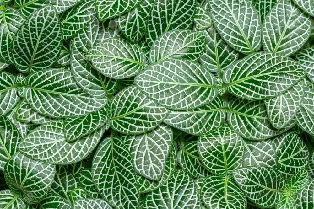 معرفی گیاه فیتونیا