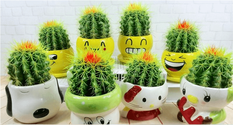 سوالات متداول درباره کاشت بذر کاکتوس
