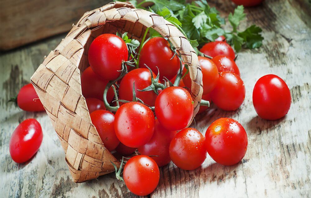 معرفی و کاشت گوجه زیتونی