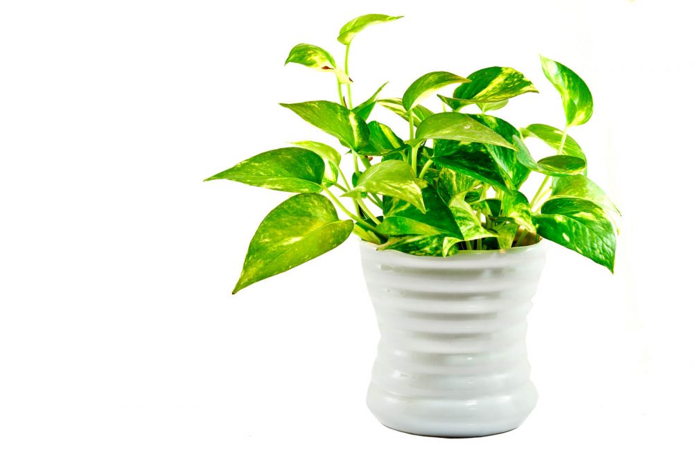 معرفی گیاه پوتوس