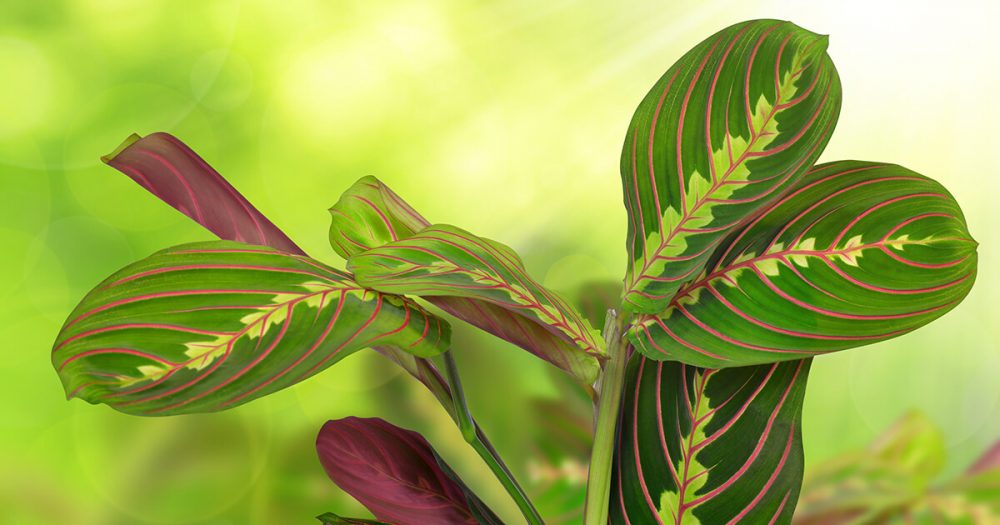 معرفی گیاه مارانتا Maranta