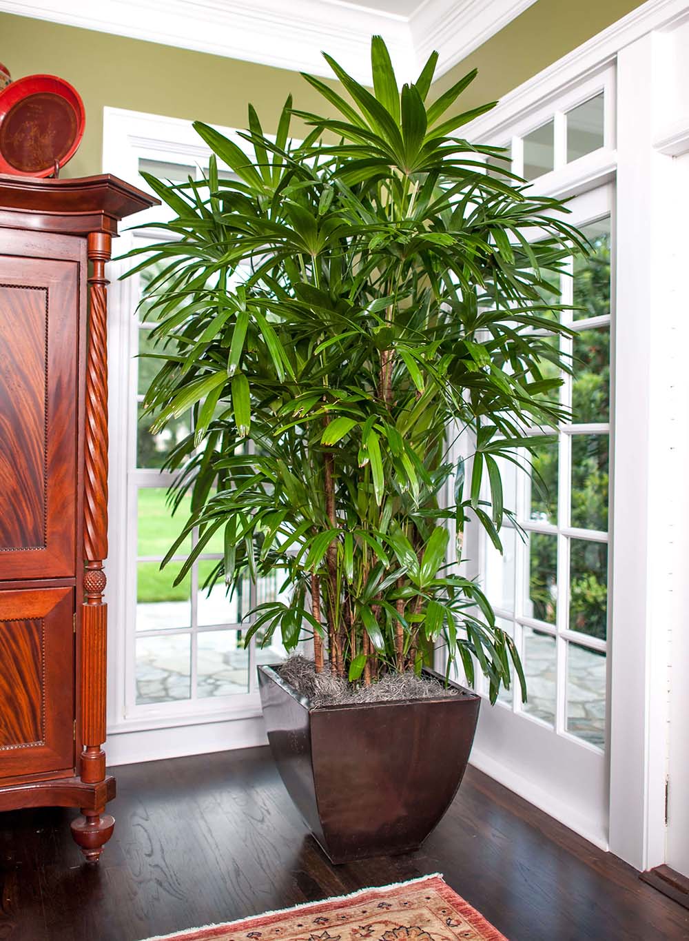 معرفی گیاه نخل راپیس lady palm