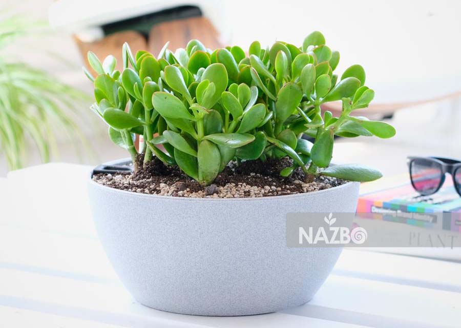 معرفی گیاه کراسولا