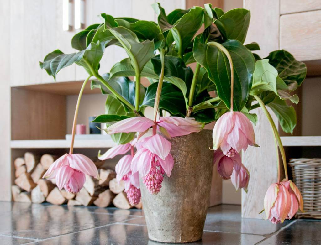 معرفی گیاه خوشه آویز MALAYSIAN ORCHID