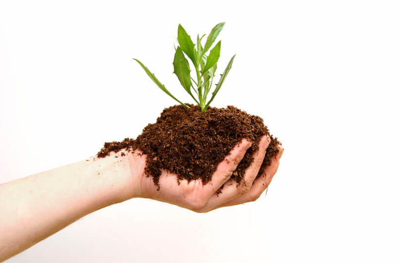 ریشه زایی قلمه در آب یا خاک؟