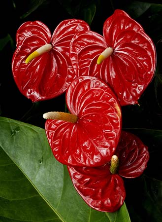 ANTHURIUM