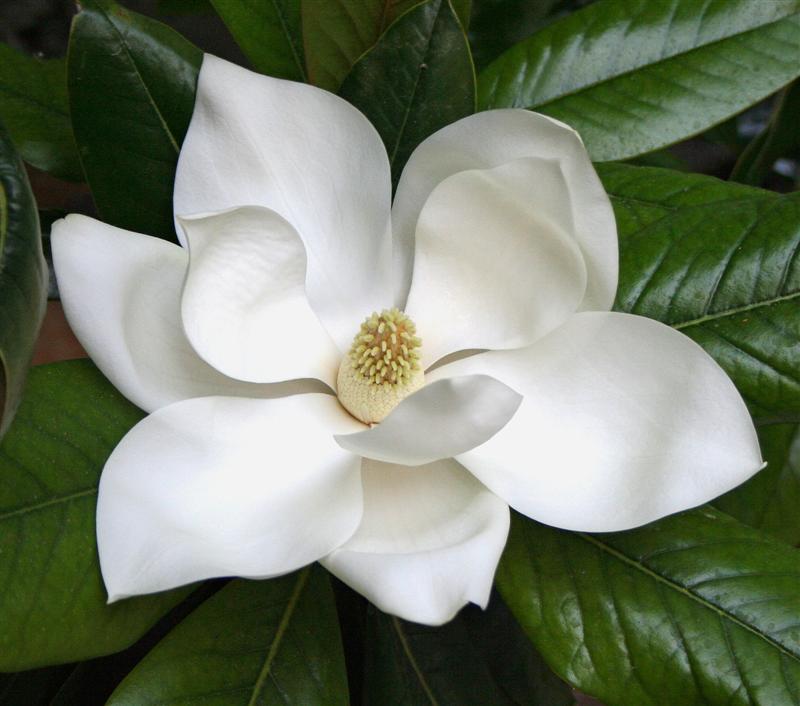 معرفی گل ماگنولیا MAGNOLIA