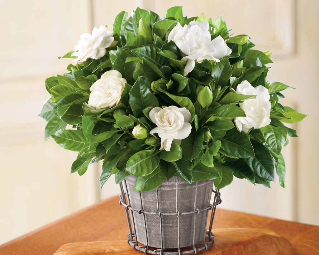 معرفی گل گاردنیا