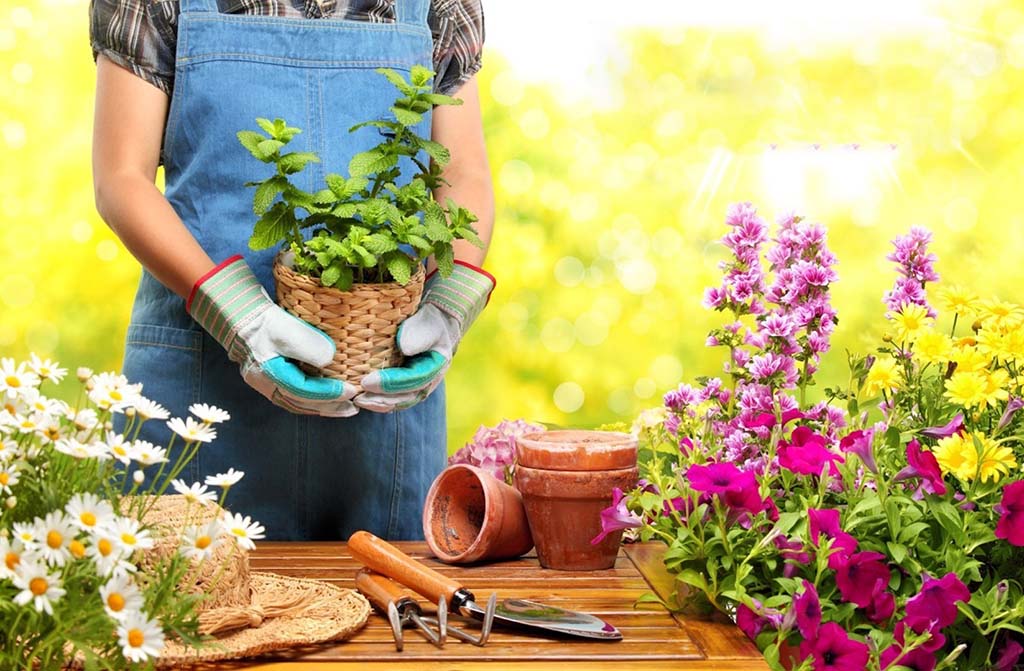 چگونه بفهمیم گلدان برای گیاه تنگ است