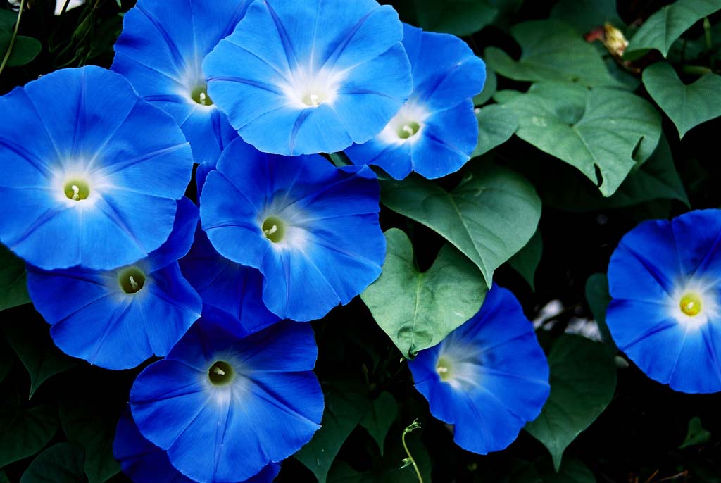 معرفی نیلوفر پیچ یا رونده Morning glory