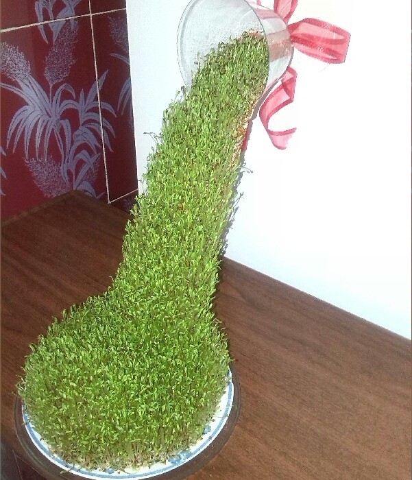 آموزش نحوه ساخت سبزه آبشاری