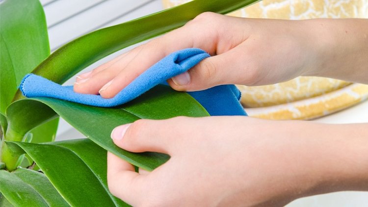 چگونه برگ گیاهان آپارتمانی را تمیز کنیم؟