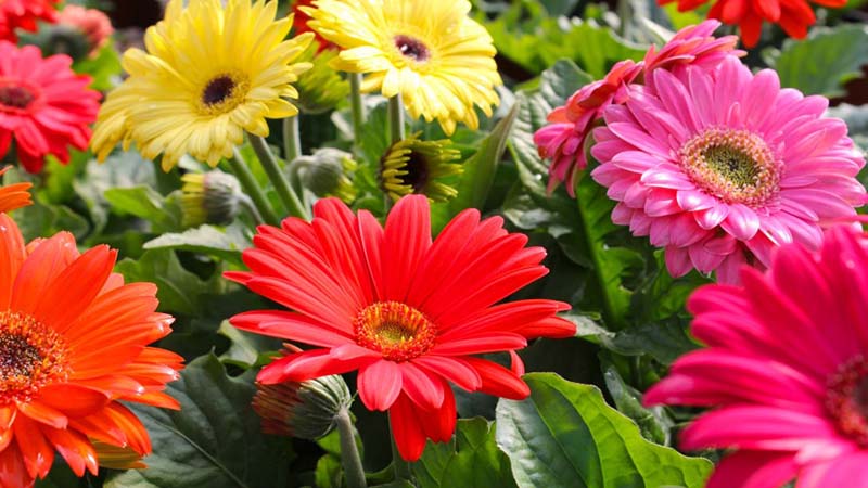 ژربرا جازمونی