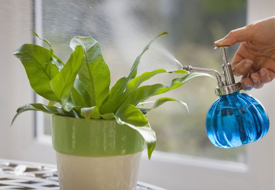 چگونه رطوبت مناسب را برای گیاهان فراهم کنیم؟