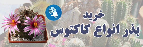 خرید بذر انواع کاکتوس