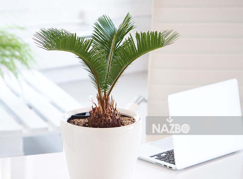 معرفی گیاه سیکاس