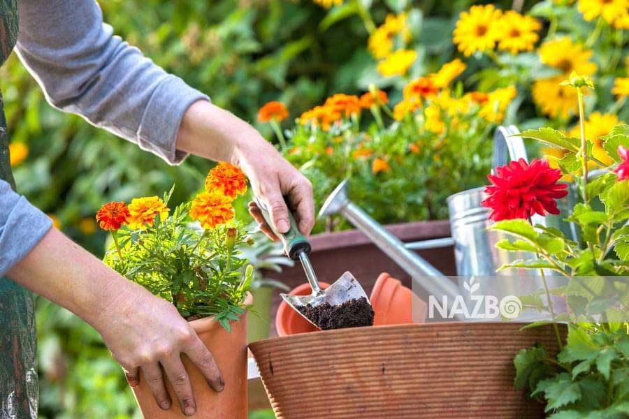 خاک مناسب گیاهان آپارتمانی چه خاکیست؟