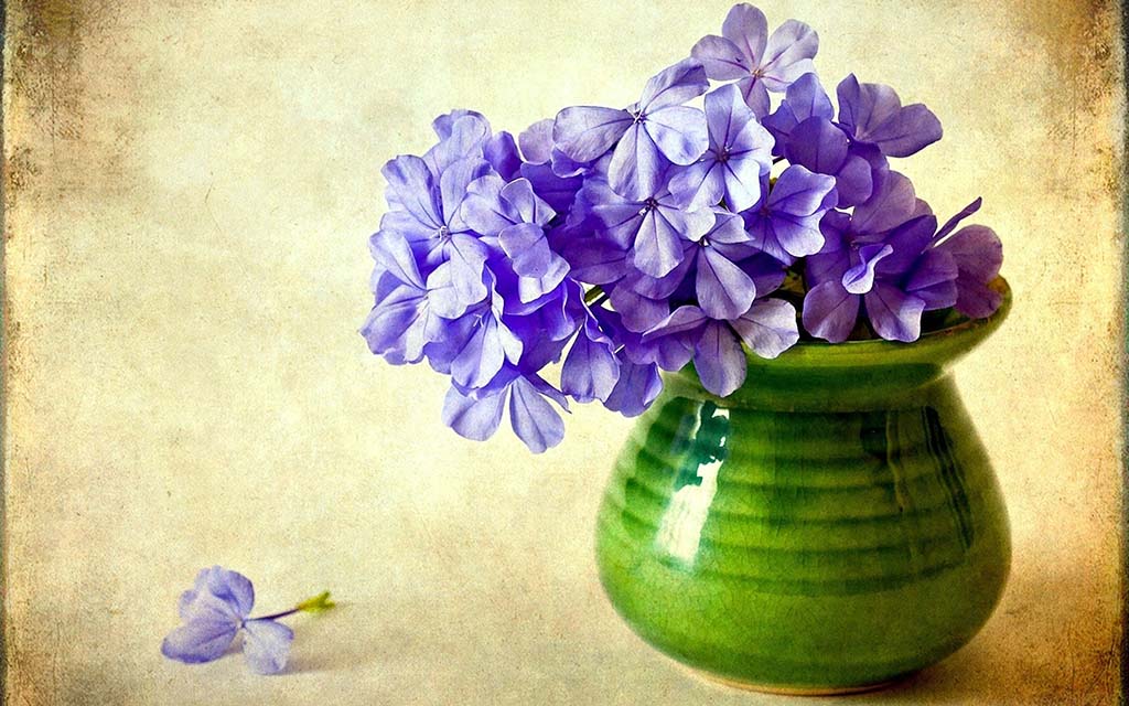 گلهای آپارتمانی محبوب و زیبا برای تزئین خانه شما