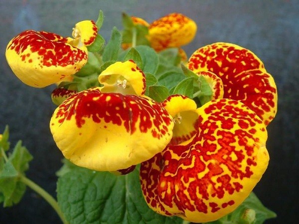 معرفی گل گوشواره ای
