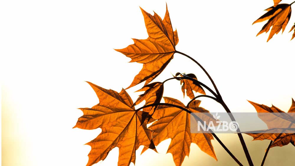دلیل ریزش برگ گیاهان آپارتمانی