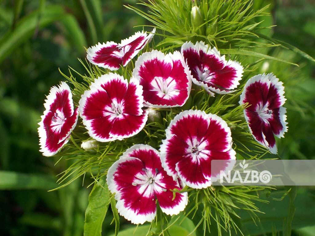 معرفی گل قرنفل