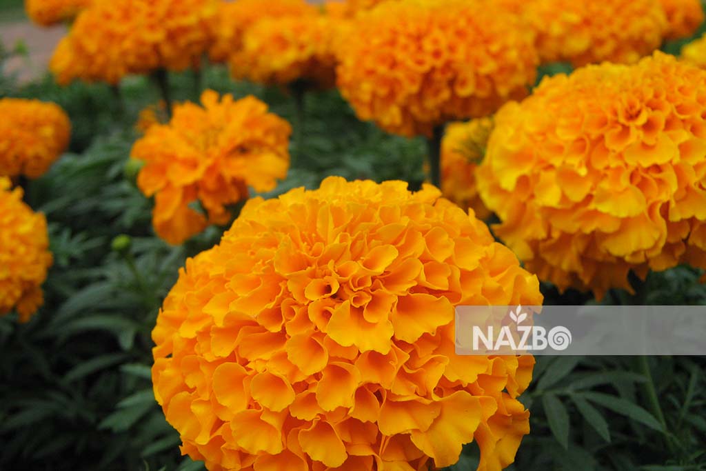 معرفی گل جعفری