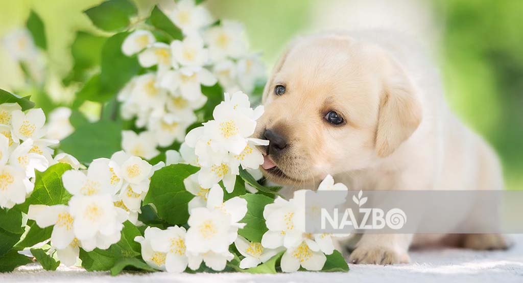 گیاهانی که باعث مسمومیت سگ‌ها می‌شوند