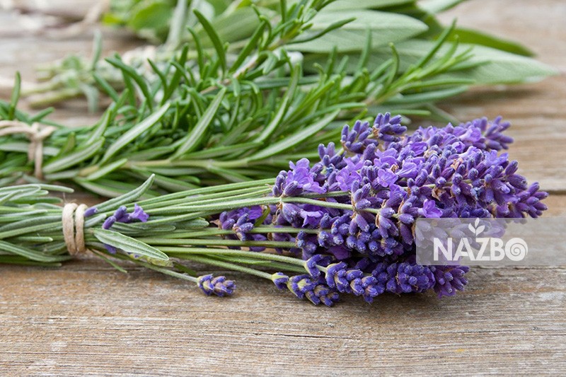 معرفی رزماری و خواص دارویی آن