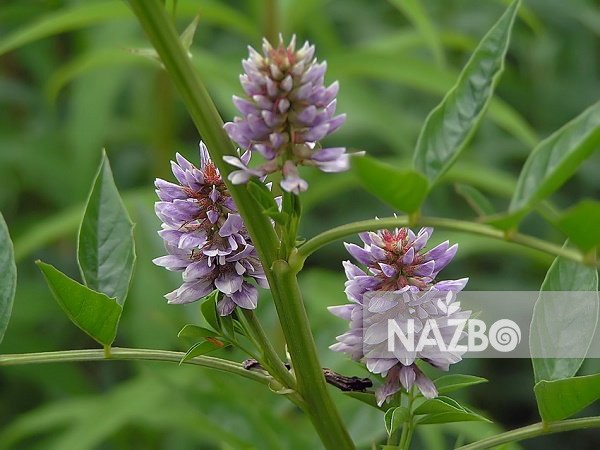 شیرین بیان و خواص دارویی آن