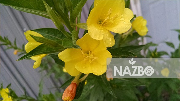 گل مغربی