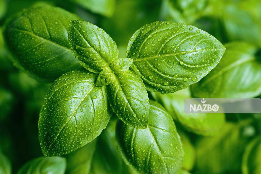 کاشت ریحان (نازبو) در باغچه و گلدان + زمان کاشت و خواص ریحان
