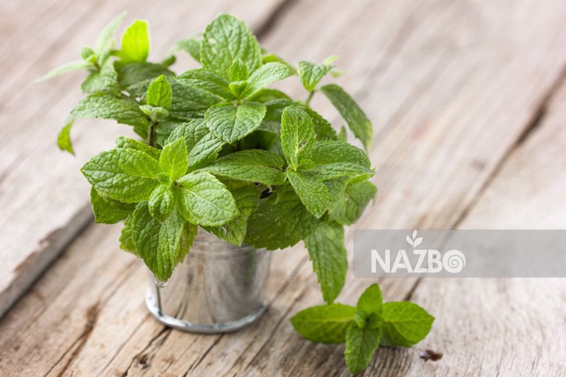 نعناع و خواص دارویی آن