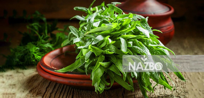 آشنایی با خواص دارویی ترخون