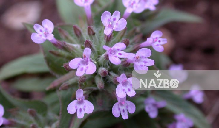 معرفی گیاه کاکوتی و خواص دارویی آن